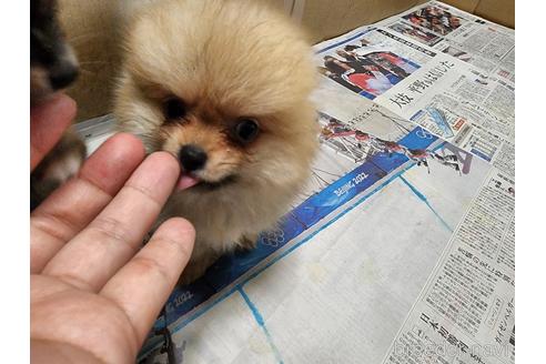 成約済の愛知県のポメラニアン-179607の10枚目