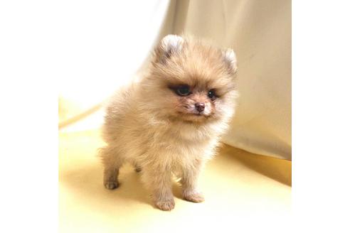 成約済の茨城県のポメラニアン-180270の10枚目