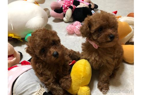成約済の神奈川県のタイニープードル-181336の17枚目