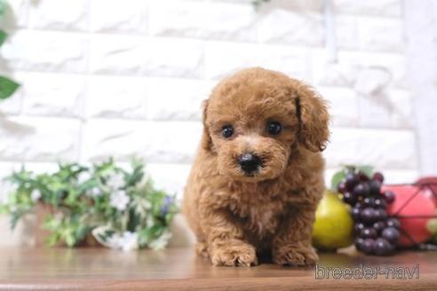 成約済の滋賀県のトイプードル-181891の1枚目