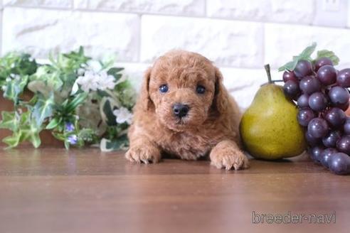 成約済の滋賀県のトイプードル-181891の3枚目