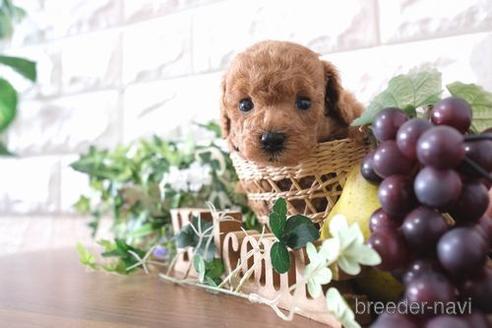 成約済の滋賀県のトイプードル-181891の2枚目