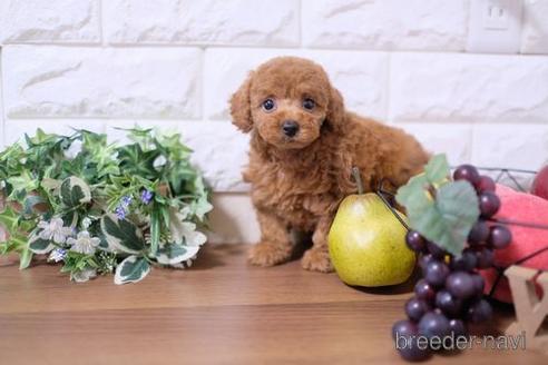 成約済の滋賀県のトイプードル-181909