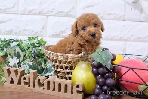 成約済の滋賀県のトイプードル-181909の6枚目
