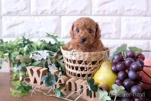 成約済の滋賀県のトイプードル-181909の3枚目