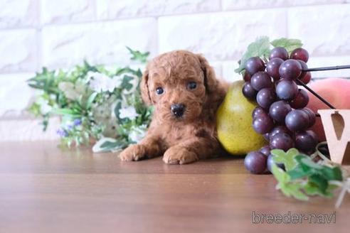 成約済の滋賀県のトイプードル-181909の2枚目