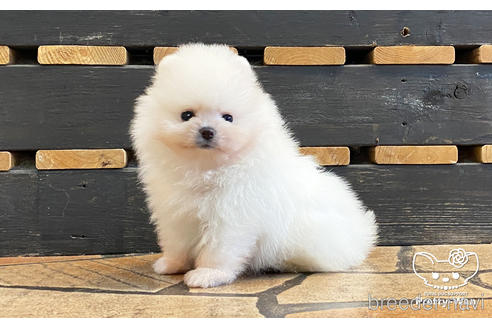 成約済の愛知県のポメラニアン-184020の2枚目