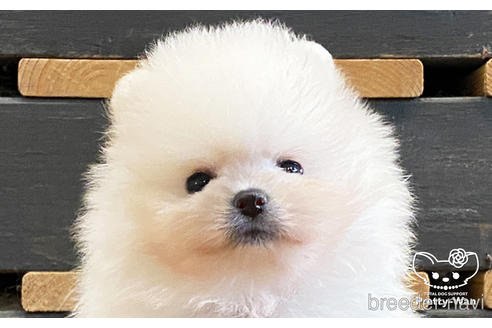 成約済の愛知県のポメラニアン-184020