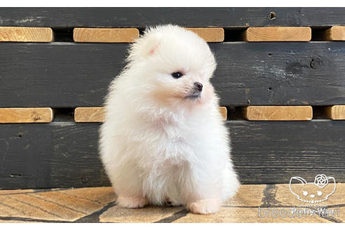 成約済の愛知県のポメラニアン-184020の4枚目