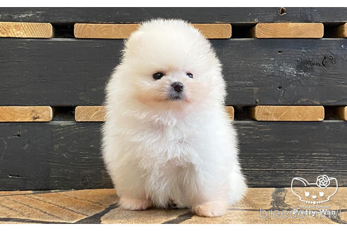 成約済の愛知県のポメラニアン-184020の3枚目