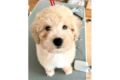 成約済の東京都のミックス犬-176789の19枚目
