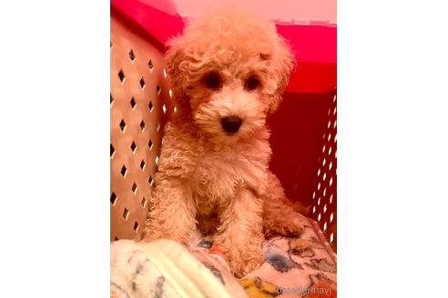 成約済の東京都のミックス犬-176789の18枚目