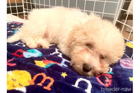 成約済の東京都のミックス犬-176788の6枚目