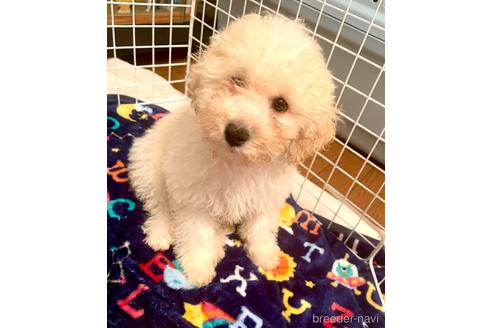成約済の東京都のミックス犬-176788の5枚目