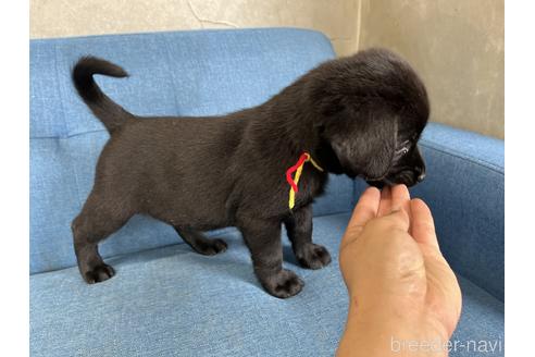 成約済の福岡県のラブラドールレトリーバー-181318の2枚目