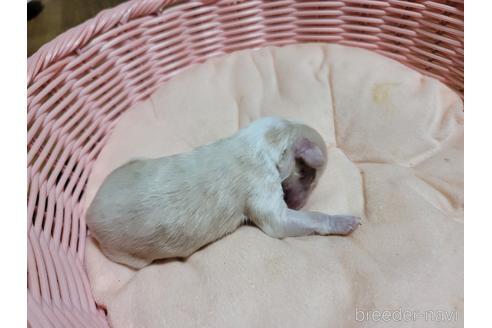 成約済の千葉県のチャイニーズクレステッドドッグ-184027の7枚目