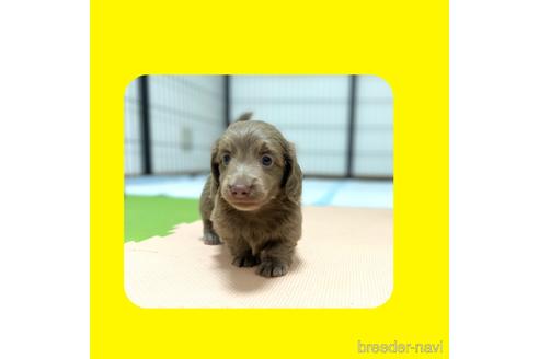 成約済の京都府のミニチュアダックスフンド(ロングヘアード)-184031の18枚目
