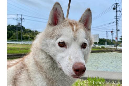 サクラちゃん1枚目