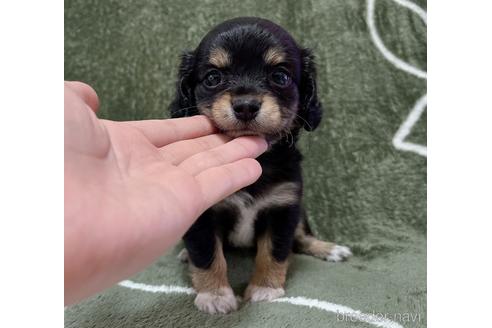 成約済の福岡県のチワックス:チワワ×ミニチュアダックスフンド-178221の31枚目