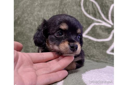 成約済の福岡県のチワックス:チワワ×ミニチュアダックスフンド-178221の32枚目
