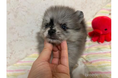 成約済の新潟県のポメラニアン-184057の13枚目