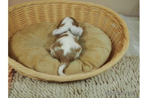 成約済の埼玉県のキャバリアキングチャールズスパニエル-184058の2枚目