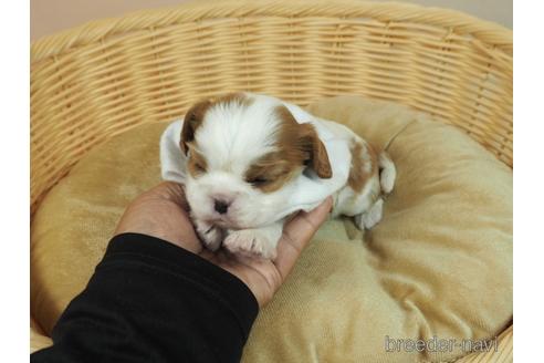 成約済の埼玉県のキャバリアキングチャールズスパニエル-184058の4枚目