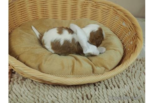 成約済の埼玉県のキャバリアキングチャールズスパニエル-184058の5枚目