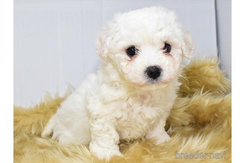 成約済の愛知県のビションフリーゼ-181296の1枚目