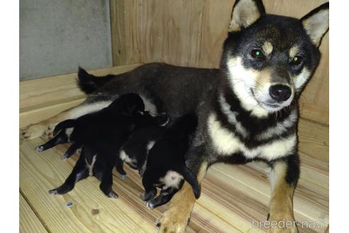 成約済の鹿児島県の柴犬-183967の2枚目