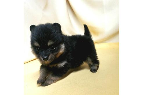 成約済の茨城県のポメラニアン-184090の10枚目