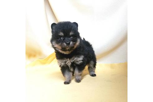 成約済の茨城県のポメラニアン-184090の8枚目