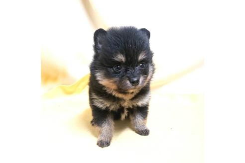 成約済の茨城県のポメラニアン-184090の7枚目
