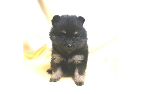 成約済の茨城県のポメラニアン-184092の19枚目