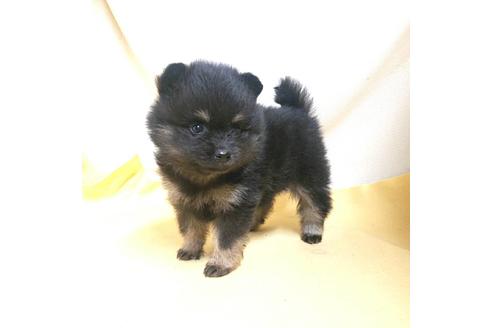成約済の茨城県のポメラニアン-184092の17枚目