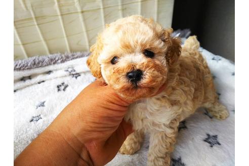 成約済の栃木県のティーカッププードル-184111の1枚目