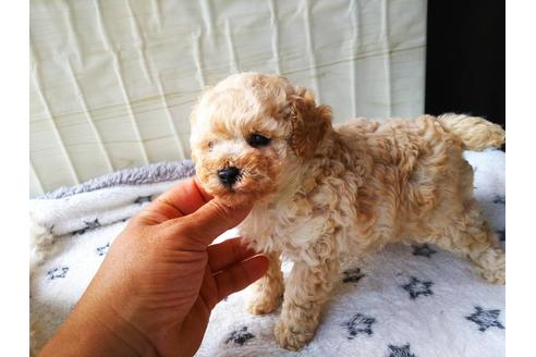 成約済の栃木県のティーカッププードル-184111の3枚目