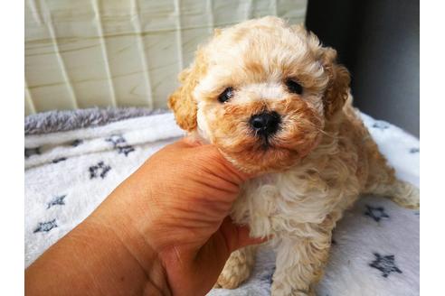 成約済の栃木県のティーカッププードル-184111の2枚目