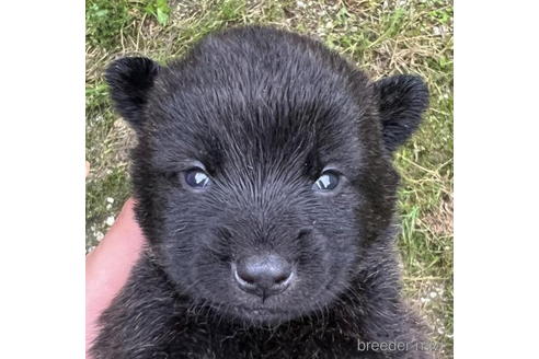 成約済の千葉県の甲斐犬-184114の3枚目