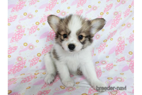 成約済の千葉県のパピヨン-180888の19枚目