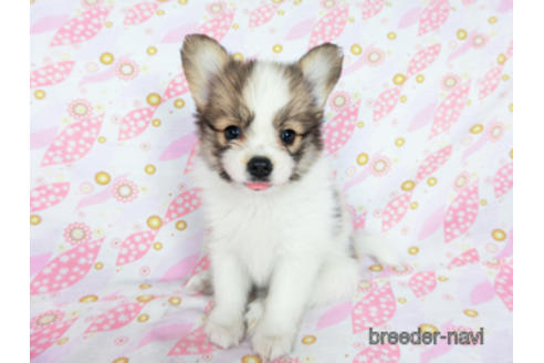 成約済の千葉県のパピヨン-180888の18枚目