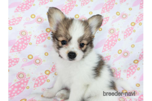 成約済の千葉県のパピヨン-180888の17枚目