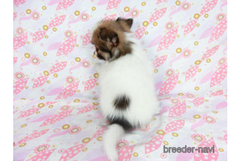 成約済の千葉県のパピヨン-180889の4枚目