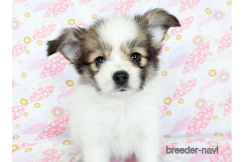 成約済の千葉県のパピヨン-180889の3枚目