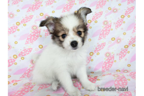 成約済の千葉県のパピヨン-180889の2枚目