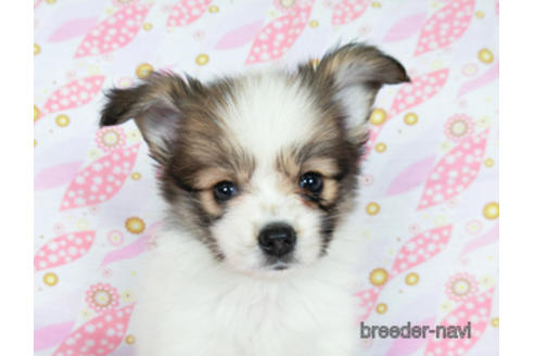 成約済の千葉県のパピヨン-180889の1枚目