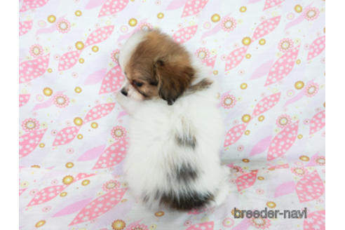 成約済の千葉県のパピヨン-180893の4枚目