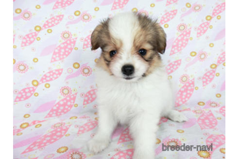 成約済の千葉県のパピヨン-180893の3枚目