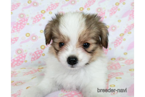 成約済の千葉県のパピヨン-180893の2枚目