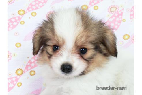 成約済の千葉県のパピヨン-180893の1枚目